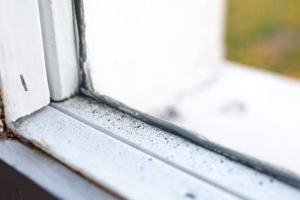 Best Black Mold Removal  in Tarpey Village, CA