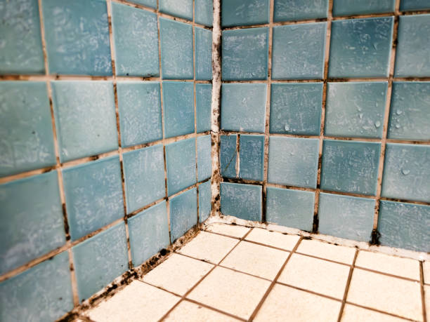Best Mold Removal for HVAC Installations  in Tarpey Village, CA