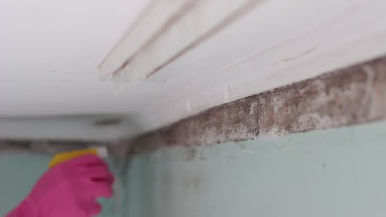Best Water Damage & Mold Remediation  in Tarpey Village, CA