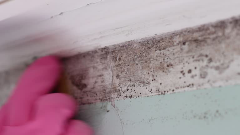 Mold Removal for HVAC Installations in Tarpey Village, CA